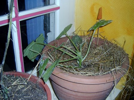 Plant de courgette